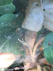 Uloborus diversus