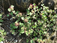 Acalypha monostachya