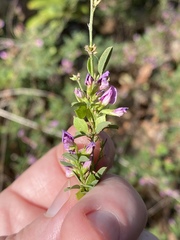 Lespedezinae