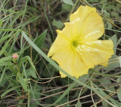 Oenothera brachycarpa
