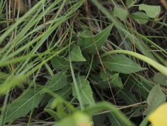 Oenothera brachycarpa