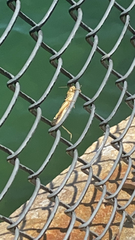 Schistocerca americana