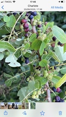 Searsia laevigata