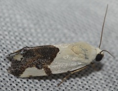 Ponometia cuta