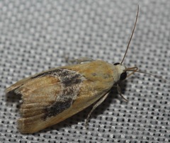 Ponometia venustula
