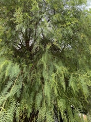Schinus molle