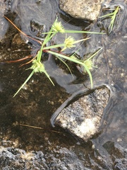 Cyperus granitophilus