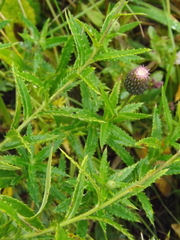 Cirsium serratuloides
