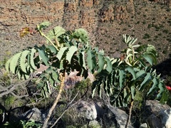 Melianthus