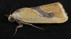 Ponometia venustula
