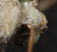 Ponometia venustula