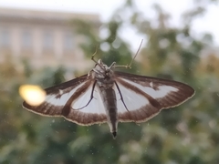 Cydalima perspectalis