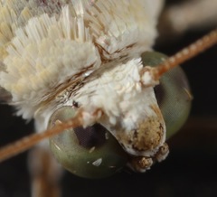 Ponometia venustula