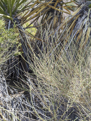 Baccharis brachyphylla