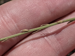 Baccharis brachyphylla