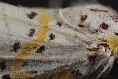 Philtraea paucimacula