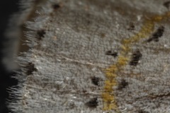 Philtraea paucimacula