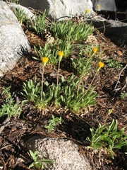 Raillardella scaposa