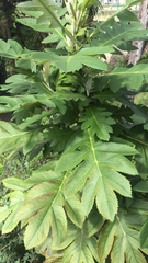 Bocconia frutescens
