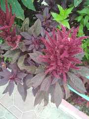 Amaranthus cruentus