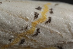 Philtraea paucimacula