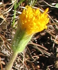 Raillardella scaposa