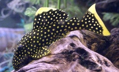 Gold Nugget Pleco photo 2