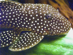 Gold Nugget Pleco photo 1