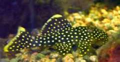 Gold Nugget Pleco photo 3