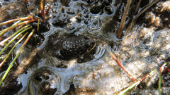 Poyntonia paludicola
