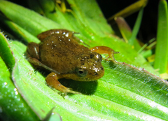 Microbatrachella capensis