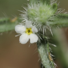 Cryptantha albida