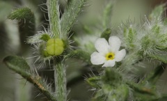 Cryptantha albida