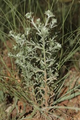 Cryptantha albida
