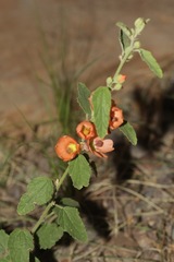 Sphaeralcea fendleri