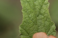 Sphaeralcea fendleri