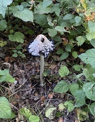 Coprinus comatus