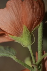 Sphaeralcea fendleri