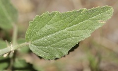 Sphaeralcea fendleri
