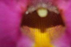 Proboscidea fragrans