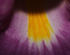 Proboscidea fragrans