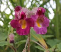 Proboscidea fragrans