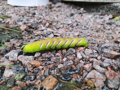 Sphinx ligustri