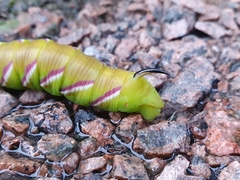 Sphinx ligustri