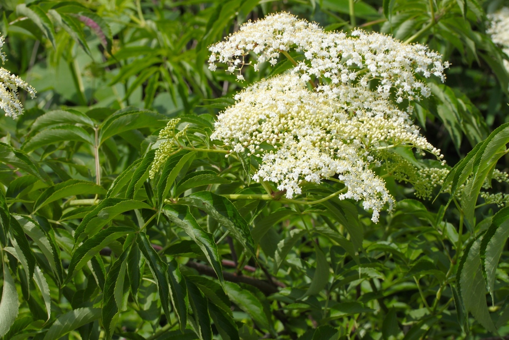 elders (genus)
