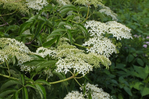 Sambucus canadensis