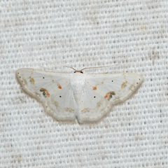 Scopula lautaria