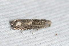Epiblema minutana