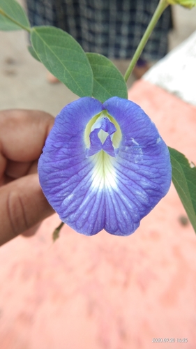 Clitoria ternatea
