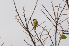 Crithagra hyposticta